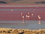 Flamingos se alimentam nas águas vermelhas da Laguna Colorada, no sudoeste da Bolívia